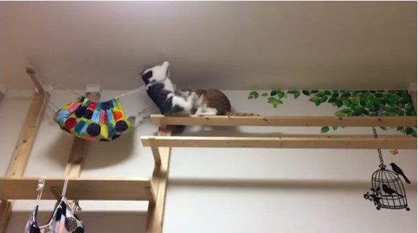 格闘するニャンズ