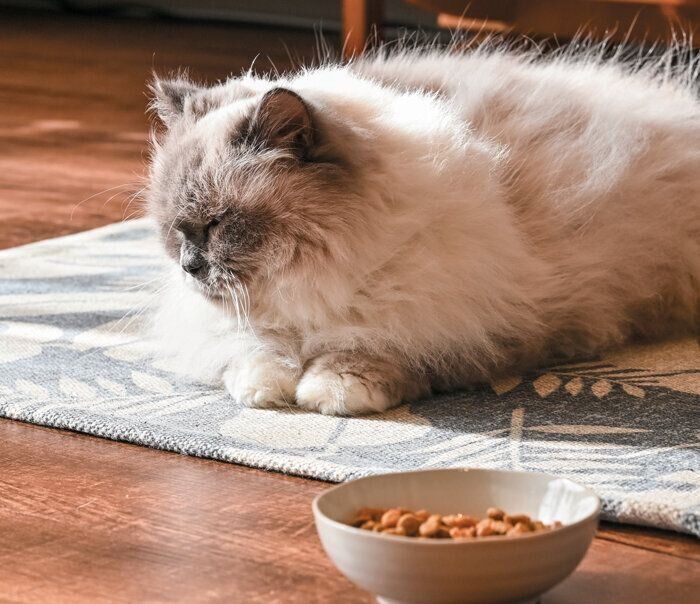 伏せの体勢をとる猫