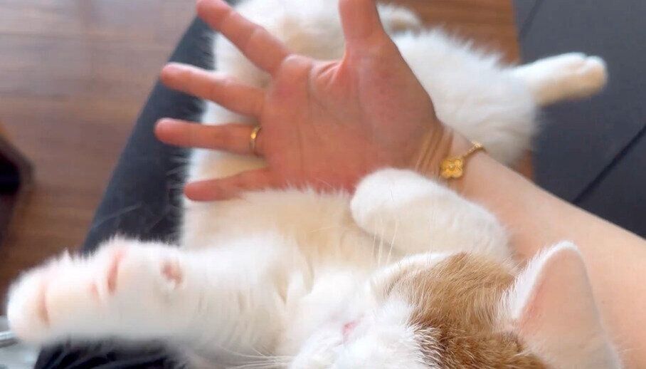 飼い主さんと「グーパー遊び」をするひるねくん