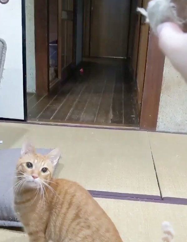 おもちゃで遊ぶ猫