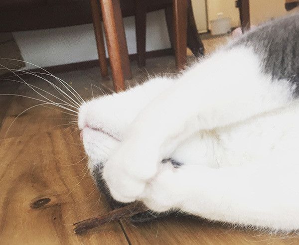 またたびで遊ぶブリティシュショートヘア