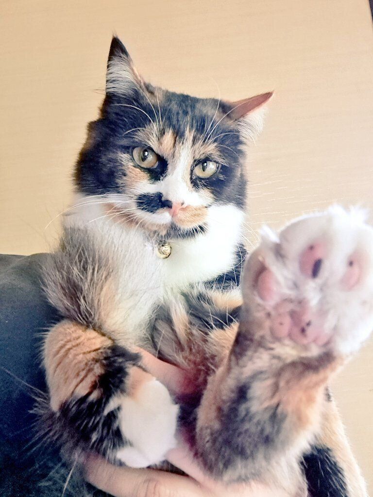 まさに美猫！　成長後の麦ちゃんの様子