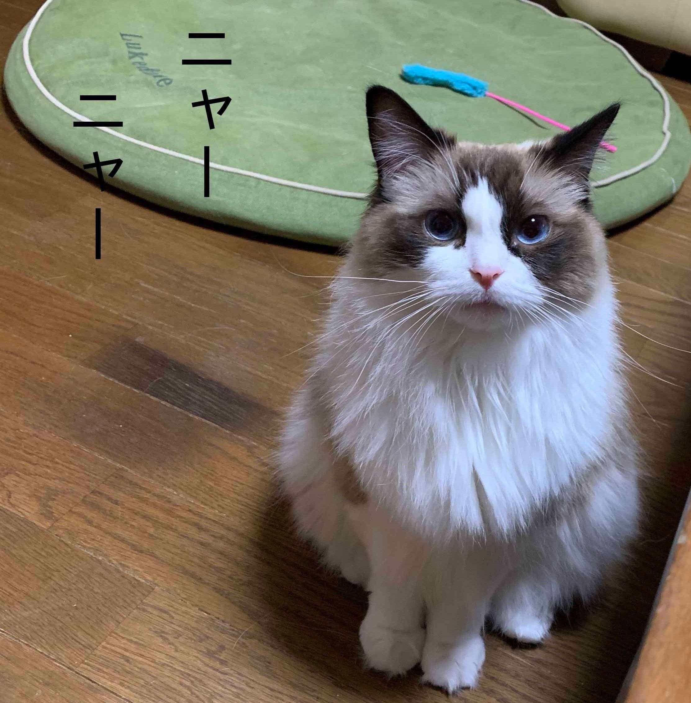 画像／ねこのきもち2019年８月号『猫よ、すんのかい　せんのかい　せーへんのかいっ！』