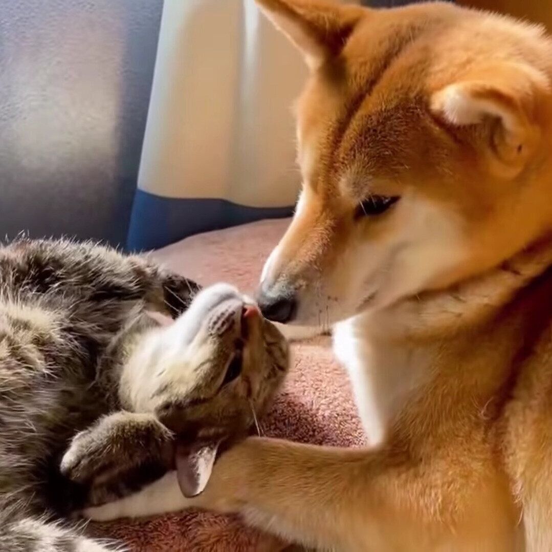 リコちゃんに甘えるリリちゃん