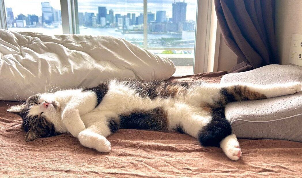 飼い主さんのベッドで大胆に眠るこたろうくん