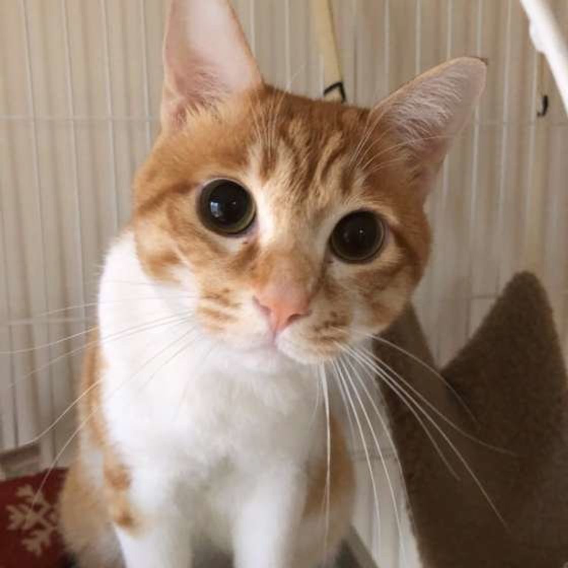 愛猫がトイレ以外の場所で排泄する理由は 考えられる4つの原因 ねこのきもちweb Magazine 愛猫がトイレ以外の場所で排泄する理由は 考えられる4つの原因 ねこのきもちweb Magazine