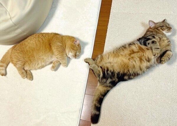 仲良く気持ちよさそうに眠るプリンくんとメルくん