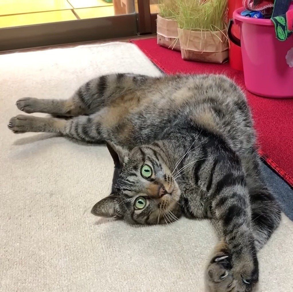 ママに甘えるクロちゃん