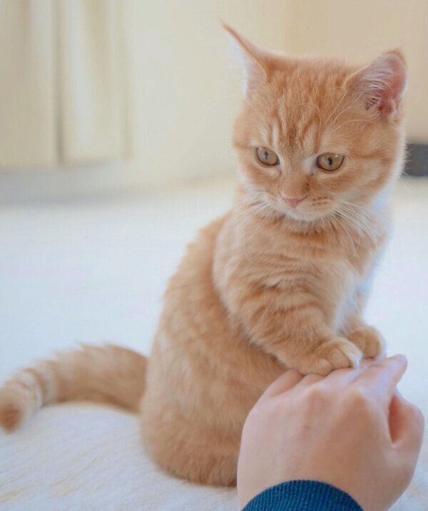 飼い主さんの手を触るうにくん