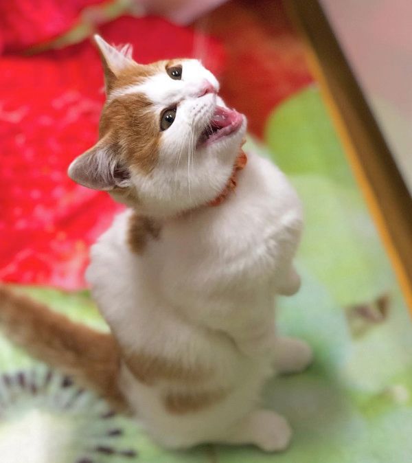 ごはんがほしいマンチカン