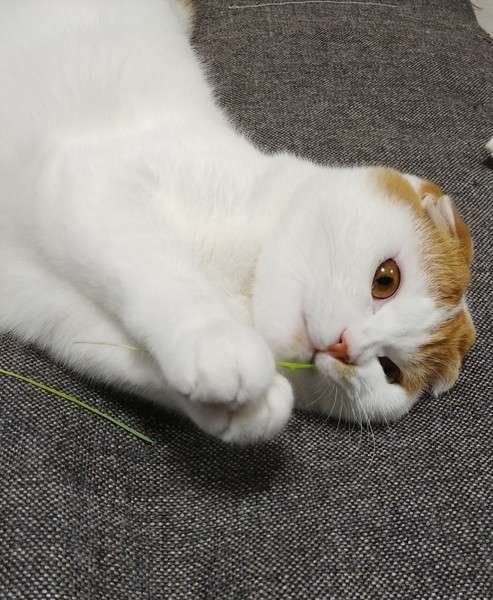 まるちゃん  スコティッシュフォールド