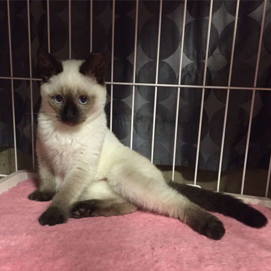 ねぎまちゃんのグラビアポーズ