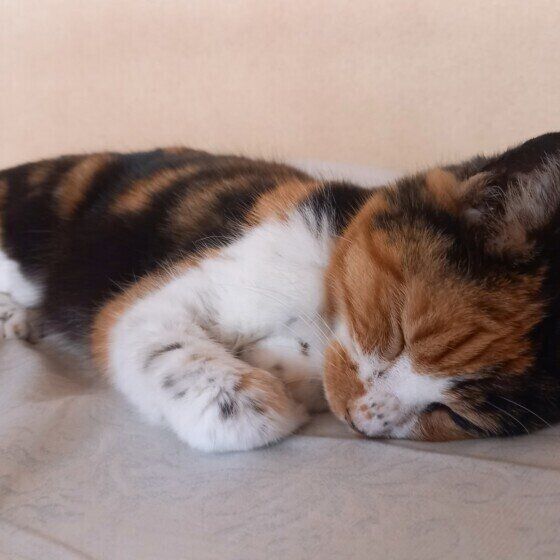 熟睡中のミケ猫