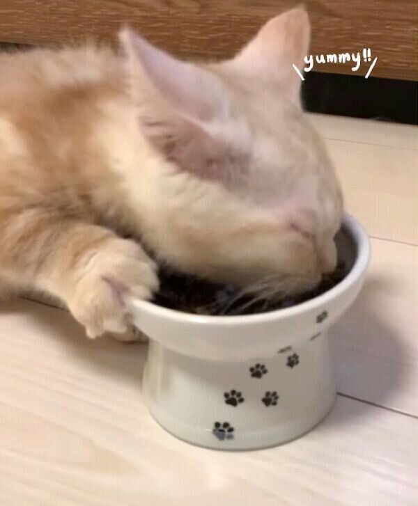 夢中になってごはんを食べるきなこくん