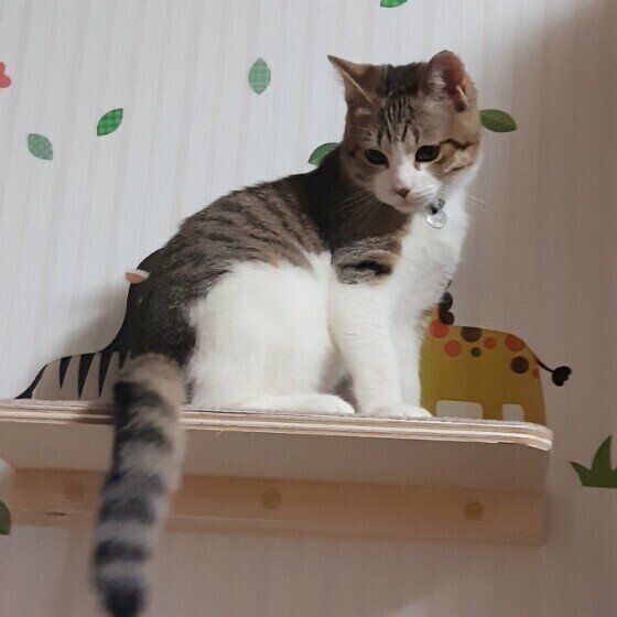 しっぽを見つめる虎太郎くん