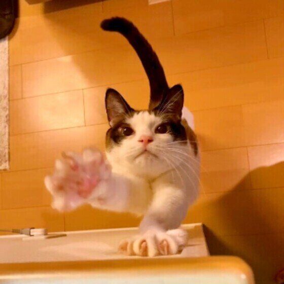 見事な縦伸びでやる気MAX！藍太郎くん