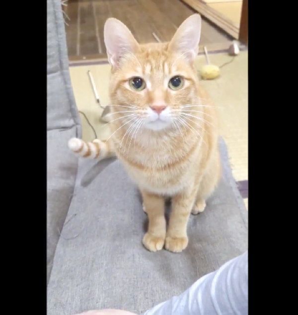 「おもちゃ持ってきたよ」とアピールするどんくさちゃん