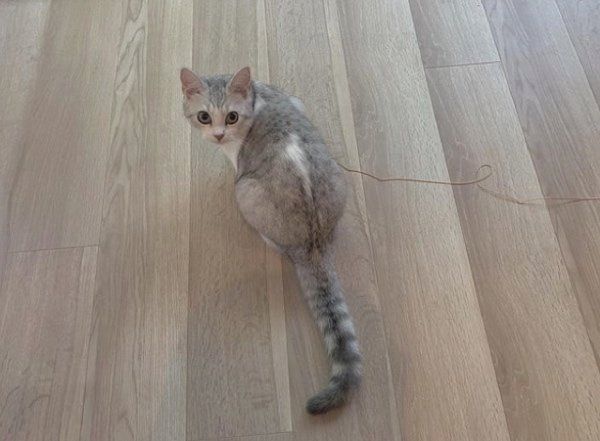 見つめるスコティッシュフォールド