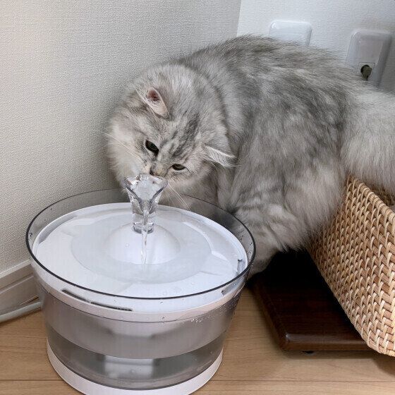 湧き出す水を飲むミヌエット