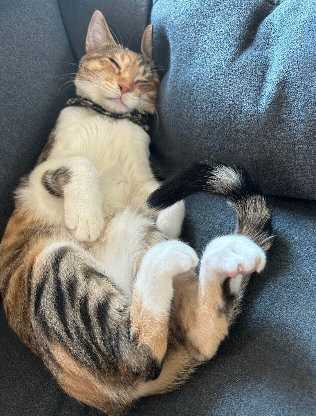 眠るポテトちゃん