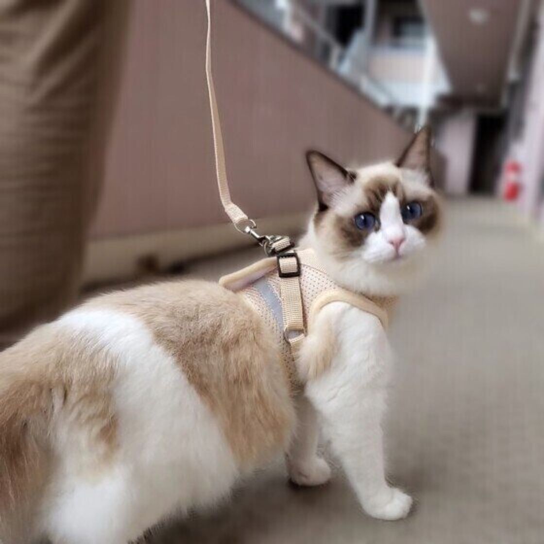 「猫の快適な歩き出し!ハーネスの選び方とおすすめアイテム」 9 ed806ae7 1a66 47f8 905d 3c466a56326c