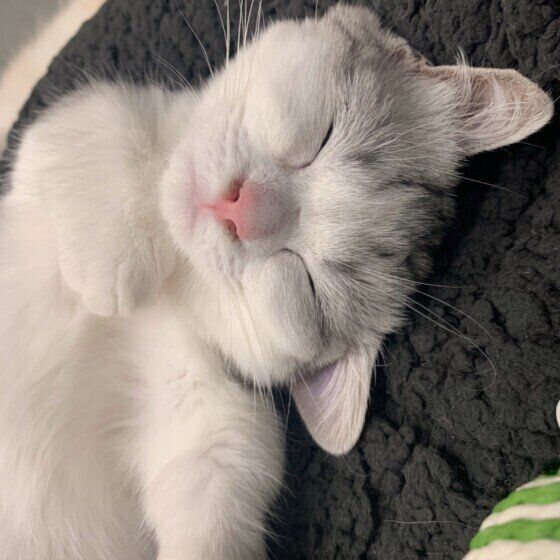 寝ているマンチカン