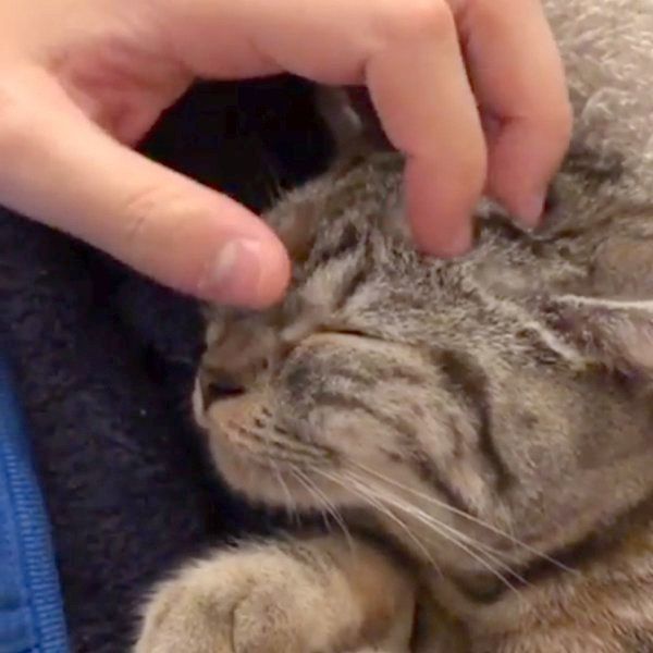 ナデナデされる猫