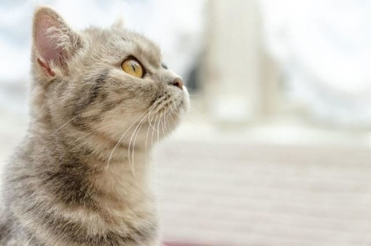 猫の薬の飲ませ方 錠剤 粉薬を飲ませるときの困ったを解決します ねこのきもちweb Magazine 猫の薬の飲ませ方 錠剤 粉薬を飲ませるときの困ったを解決します ねこのきもちweb Magazine