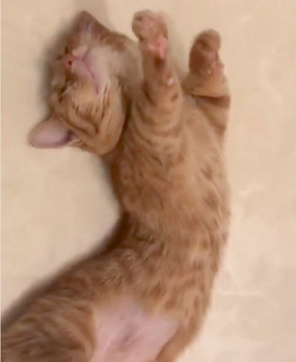 伸びをするマンチカン