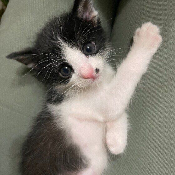 口元の模様がかわいいアルテちゃん