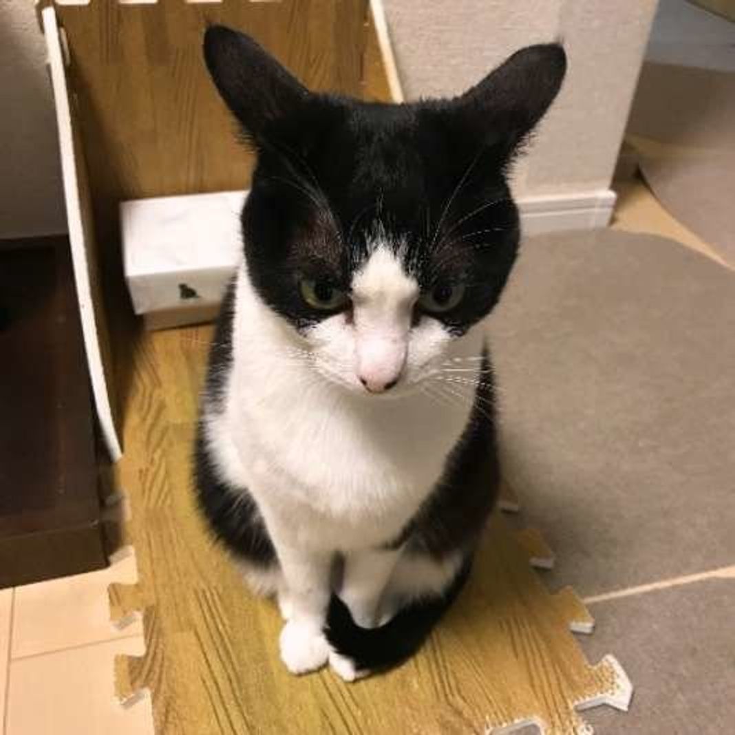 猫の耳がまるでイカ イカ耳 になってしまう理由とは ねこのきもちweb Magazine 猫の耳がまるでイカ イカ耳 になってしまう理由とは ねこのきもちweb Magazine