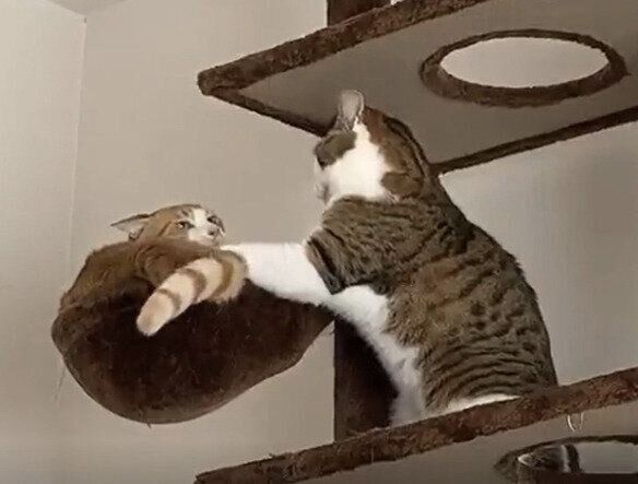 画像／ねこのきもち