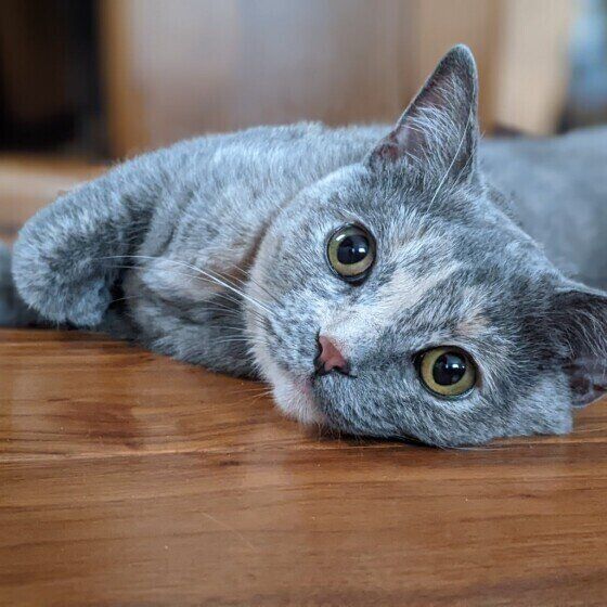 見つめるマンチカン