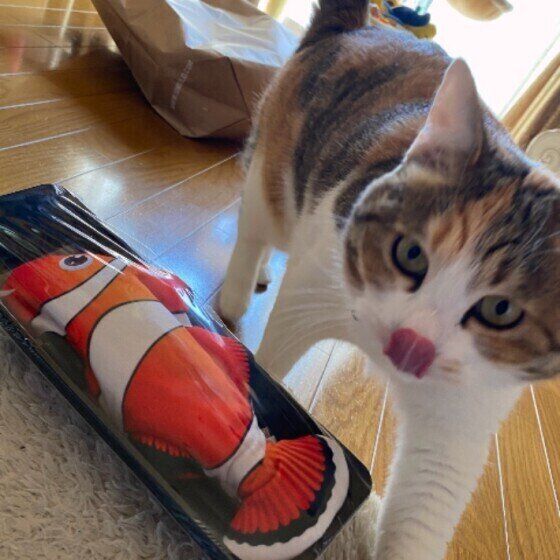 ミケのゆずこちゃん