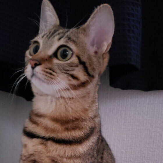 一点を見つめる猫