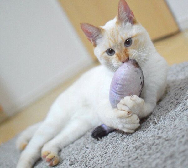 ぬいぐるみを抱えるテンくん