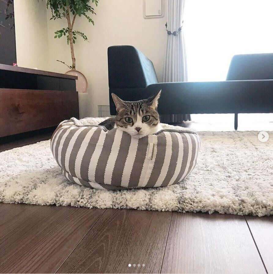 くつろぐわさびちゃん