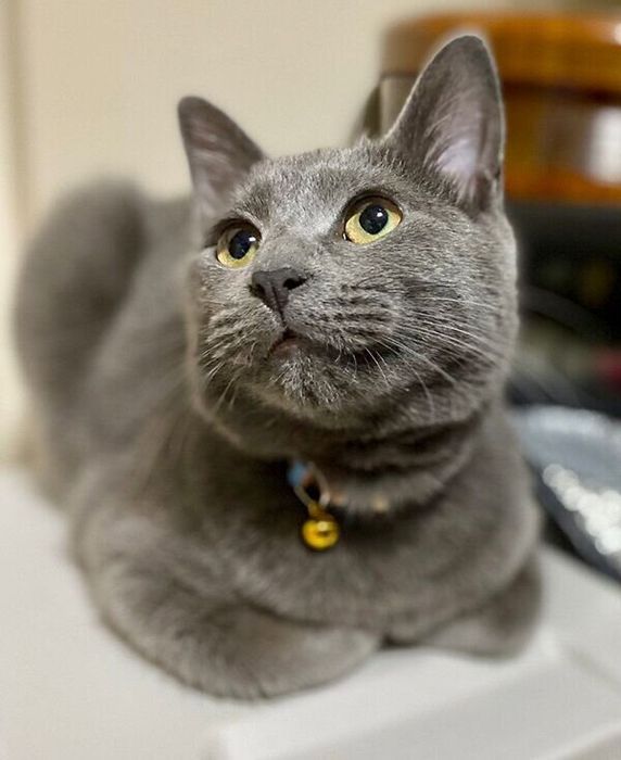 飼い主さんをじっと見つめるグリくん
