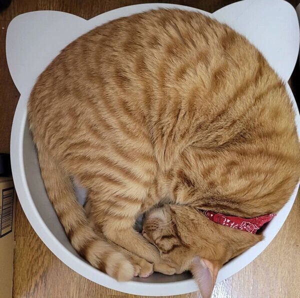 アンモニャイトで眠るトロくん