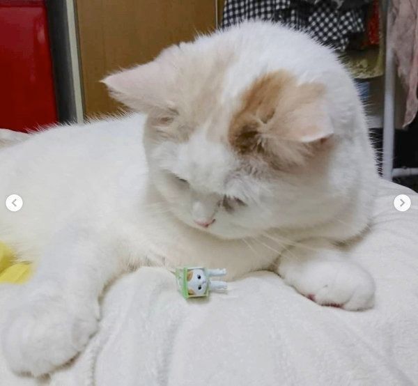 カプセルトイ「ハコティッシュフォールド3」