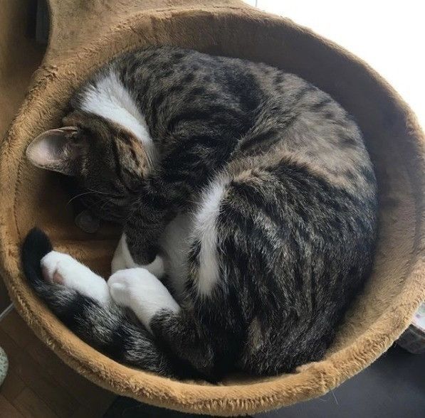 キジシロの琴ちゃん