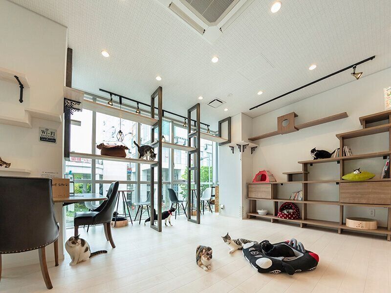 店内の猫たちはすべて保護猫、譲渡対象