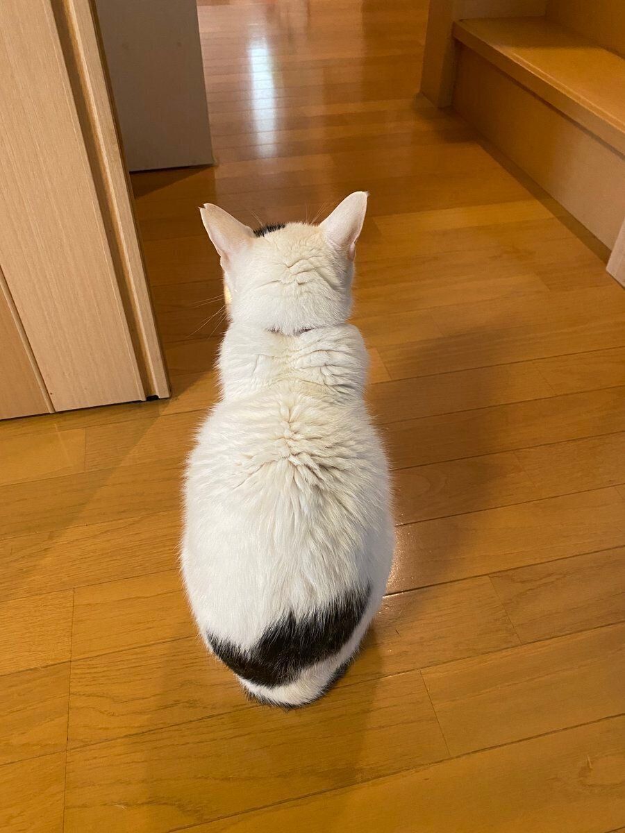 名残惜しそうに玄関を見つめるハクくん