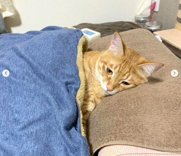 自分を猫と認識していない茶トラ