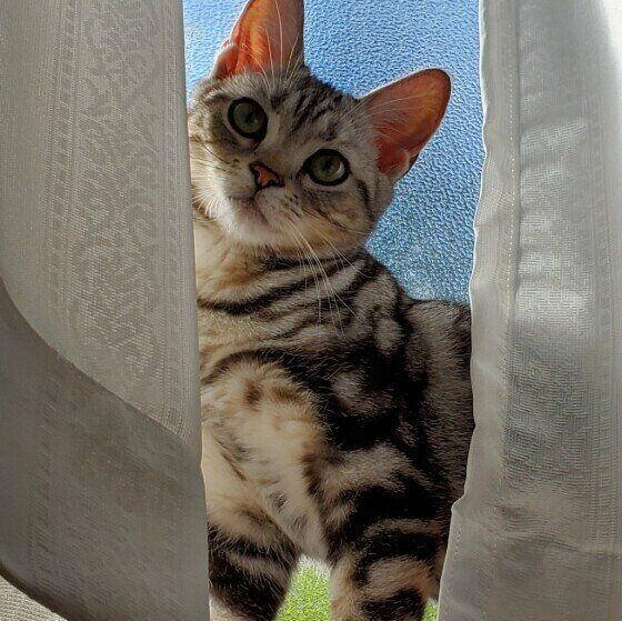 小首をかしげる猫（メス、アメリカンショートヘア）