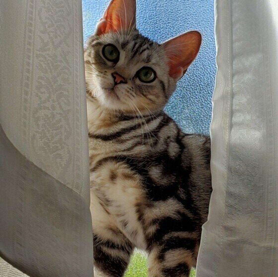 獣医師監修 お世話から困りごとの対策まで 子猫が鳴く理由 ねこのきもちweb Magazine 獣医師監修 お世話から困りごとの対策まで 子猫が鳴く理由 ねこのきもちweb Magazine