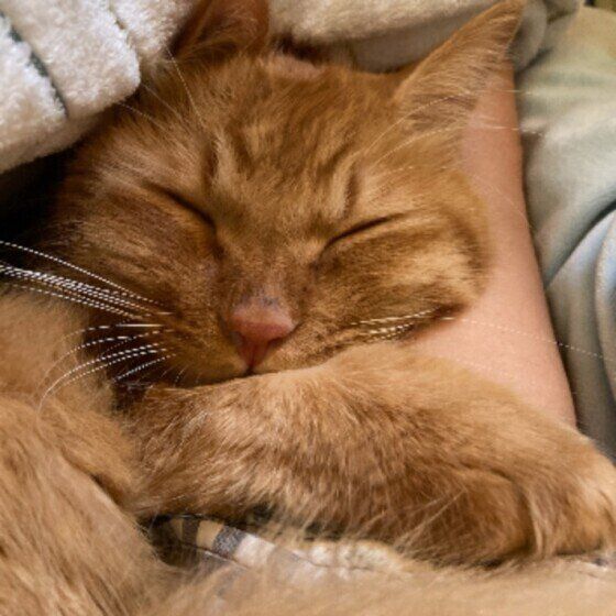 猫が飼い主の腕をギュッと抱きしめてくるときに考えられる2つのこと ねこのきもちweb Magazine