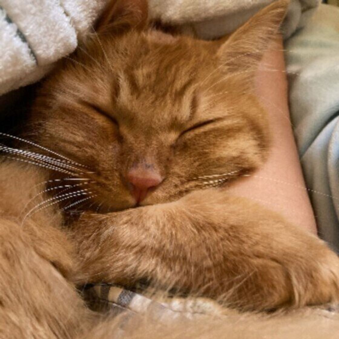 猫が飼い主の腕をギュッと抱きしめてくるときに考えられる2つのこと ねこのきもちweb Magazine 猫が飼い主の腕をギュッと抱きしめてくるときに考えられる2つのこと ねこのきもちweb Magazine