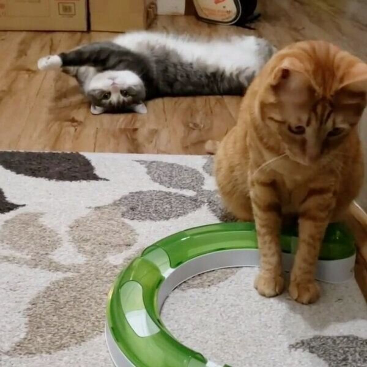興味ないふり してるだけ 同居猫の行動が気になり クスッとしちゃう体勢になる猫 ねこのきもちweb Magazine