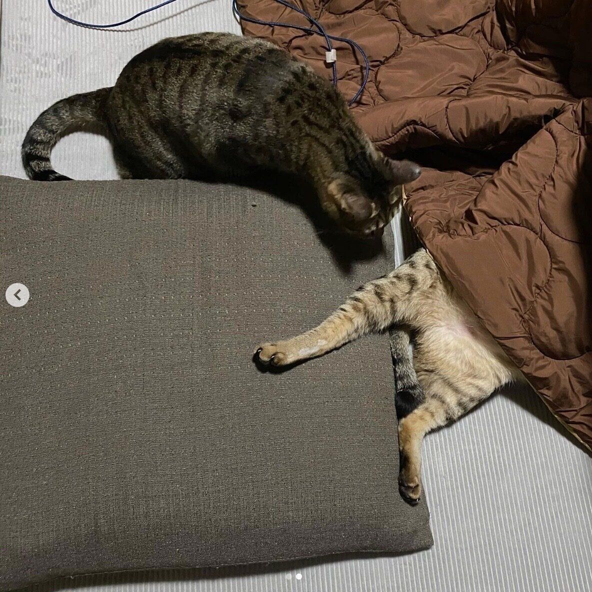 下半身を出すこんぶくんと、その様子を見つめるもずく酢ちゃん